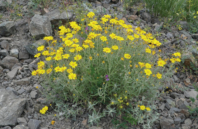 Woolly Sunflower (Eriophyllum lanatum) thrives in rocky mountain meadows near mountain summits as well as in lowland prairies near sea level.